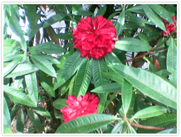 Rhodendron Tour in Sikkim